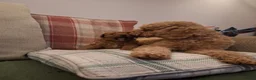 Cavapoo dogs for sale: Stunning cavapoo puppy - Advert 3