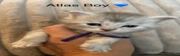 Maine Coon cats for sale: Stunning tica registered Maine coon kittens  - Advert 5