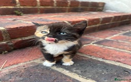 Mixed Breed cats for sale: Four beautiful kittens  - Image 3