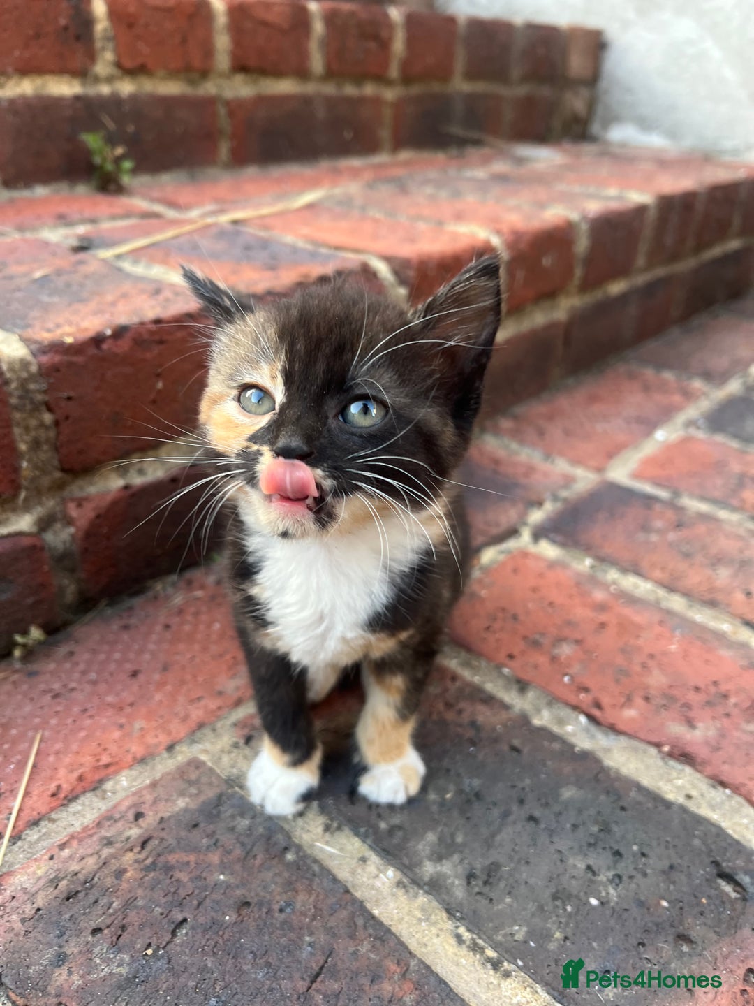 Mixed Breed cats for sale: Four beautiful kittens  - Image 3