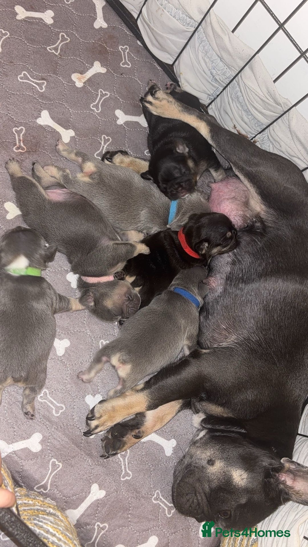 French Bulldog dogs for sale: Frenchie pups - Image 7