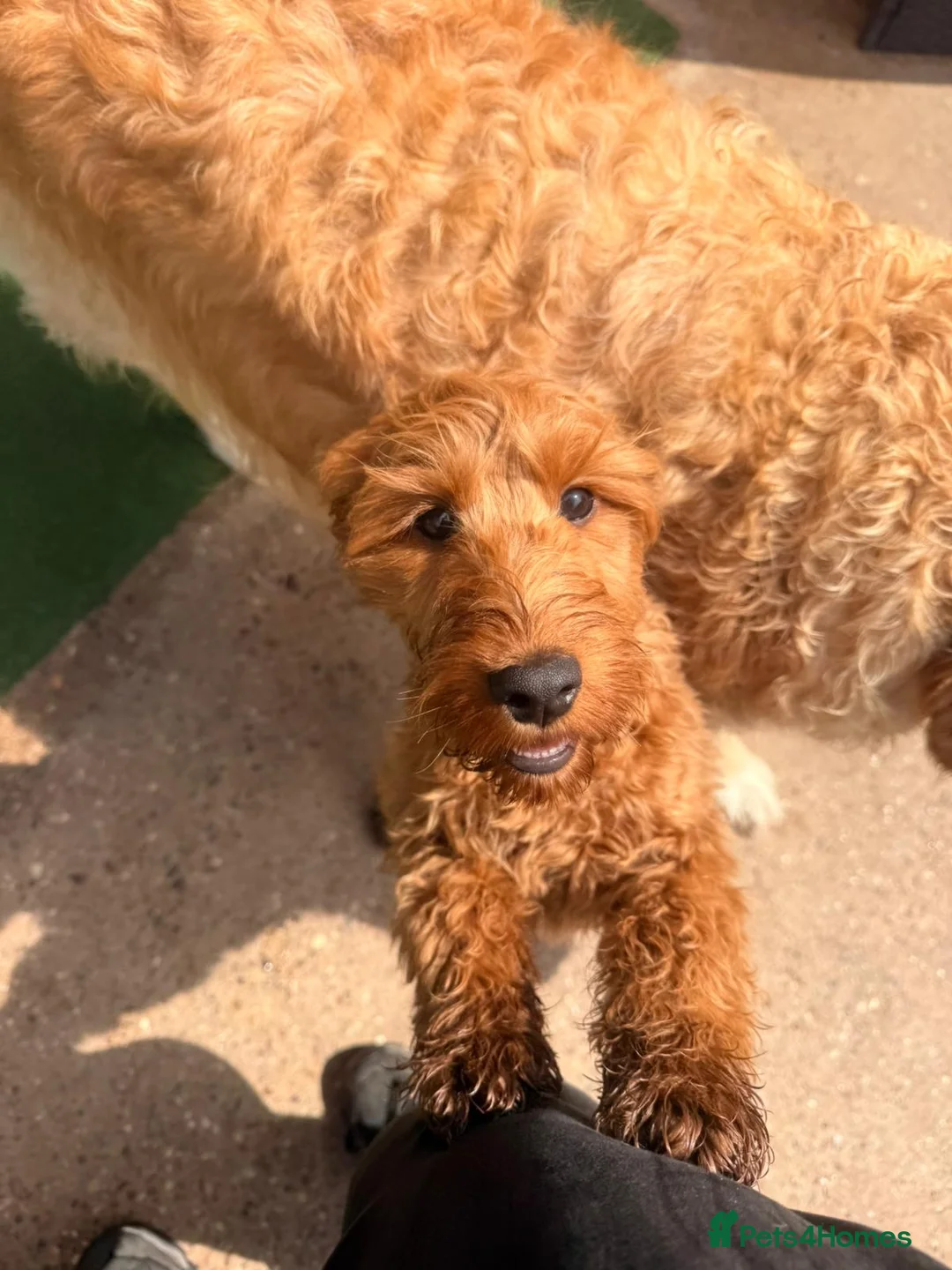 Cavapoo dogs for sale: Max - 5 Month Old Cavapoo in Burton-on-Trent - Advert 6