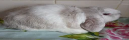 Mini Lop rabbits for sale: Pedigree Mini Lops in Tamworth - Advert 7