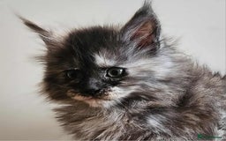 Maine Coon cats for sale: XXL Champion Line Maine Coons – Rare, Very Fluffy! - Advert 12