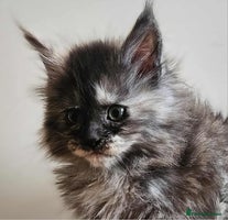 Maine Coon cats - Advert 9