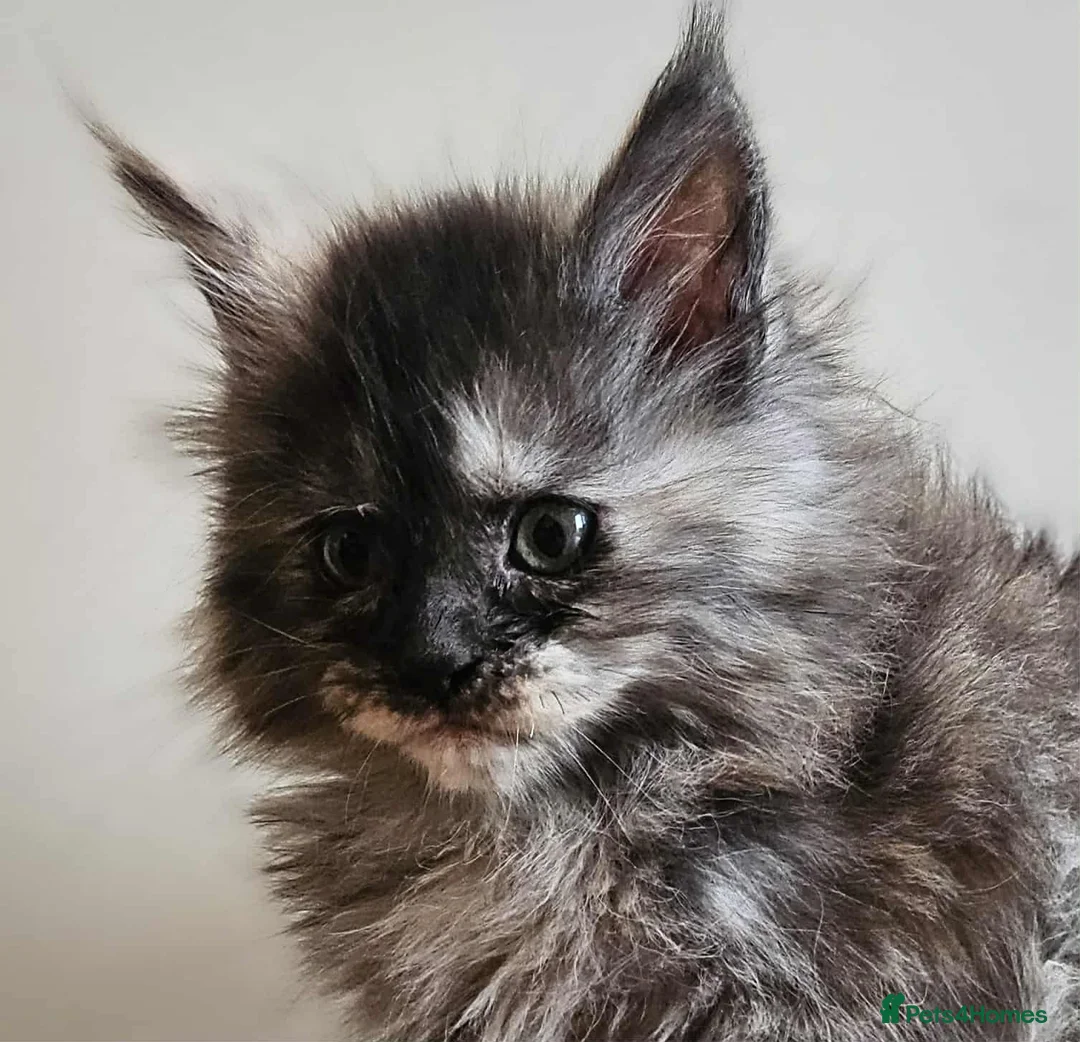 Maine Coon cats for sale: XXL Champion Line Maine Coons – Rare, Very Fluffy! - Advert 20