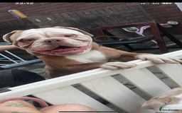 Old Tyme Bulldog dogs for sale: Snoopy  - Image 4