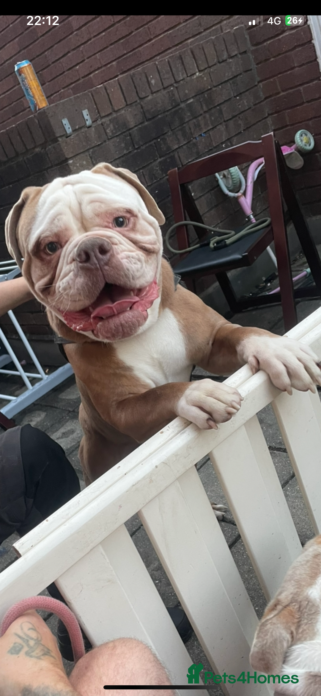 Old Tyme Bulldog dogs for sale: Snoopy  - Image 4