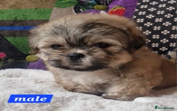 Shih Tzu dogs for sale: Shih-tzu's for sale. - Image 3