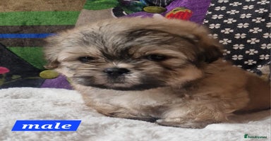 Shih Tzu dogs - Advert 11
