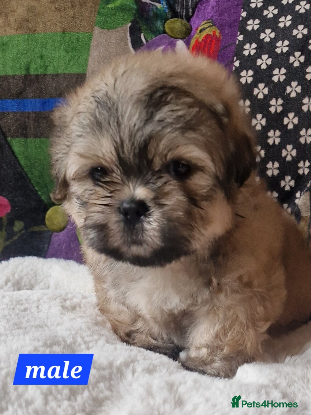 Shih Tzu dogs for sale: Shih-tzu's for sale. - Image 3