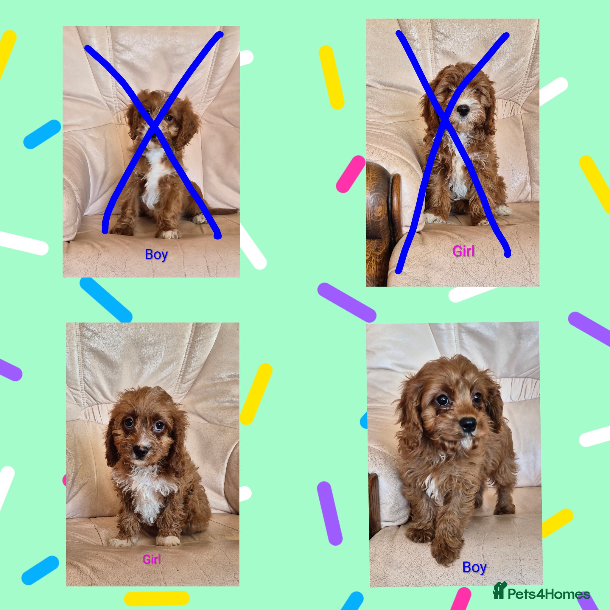 Cavapoo dogs Beautiful health checked Cavapoo Puppies  - Advert 2