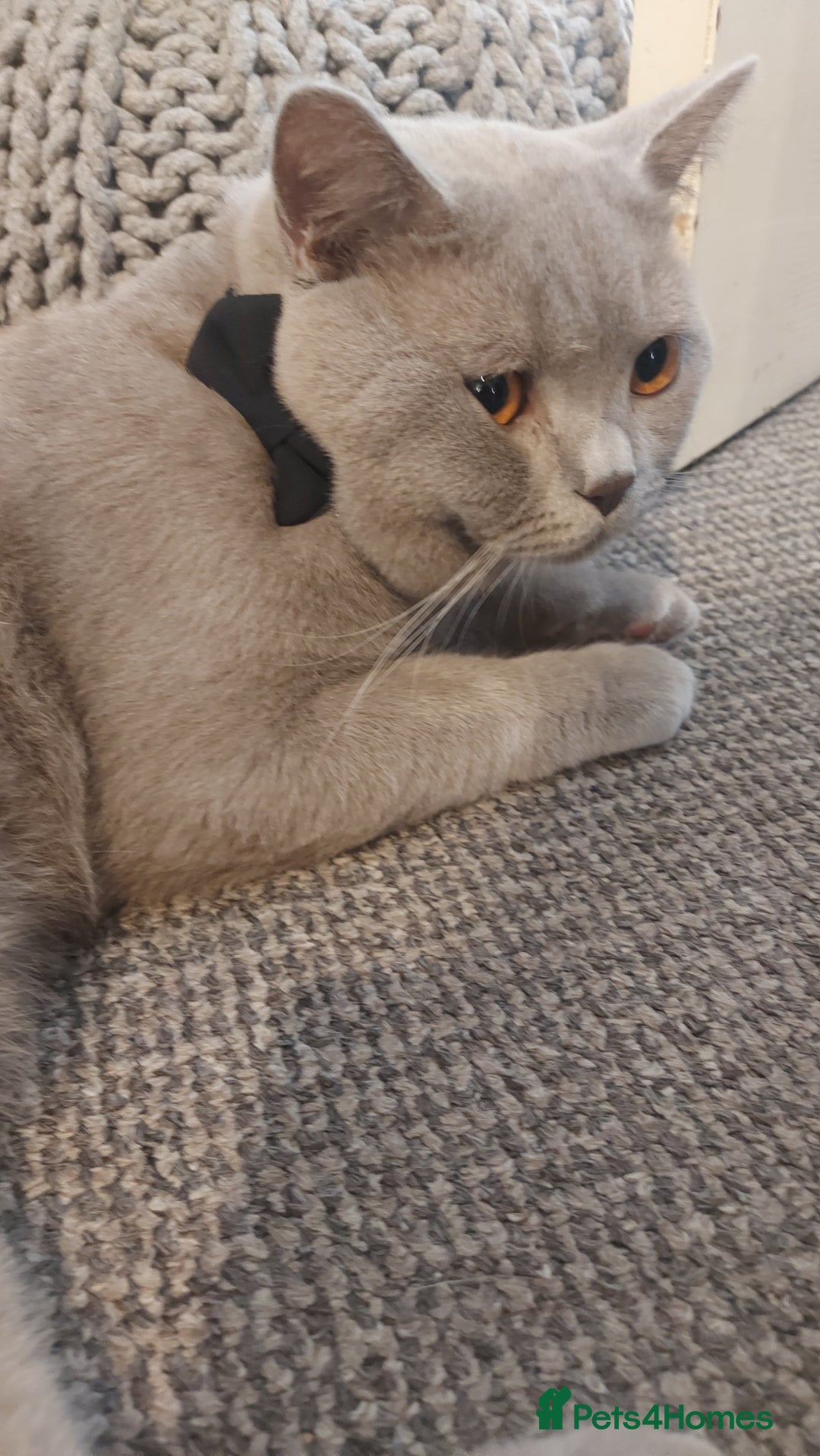 British Shorthair cats for stud: LILAC BOY GCCF Registered ready for Stud service  in Leigh - Image 4