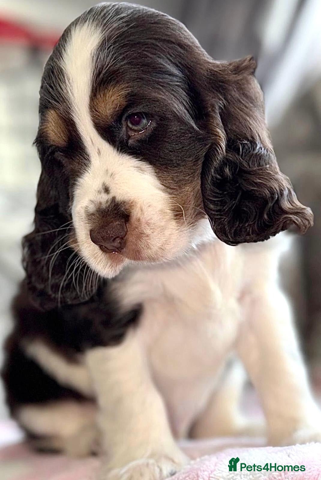 Cocker Spaniel dogs 🐾Six Beautiful KC Show Cocker Spaniels Puppies 🐾 - Advert 1