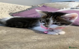 Domestic Shorthair cats for sale: Beautiful Female kitten  - Image 6