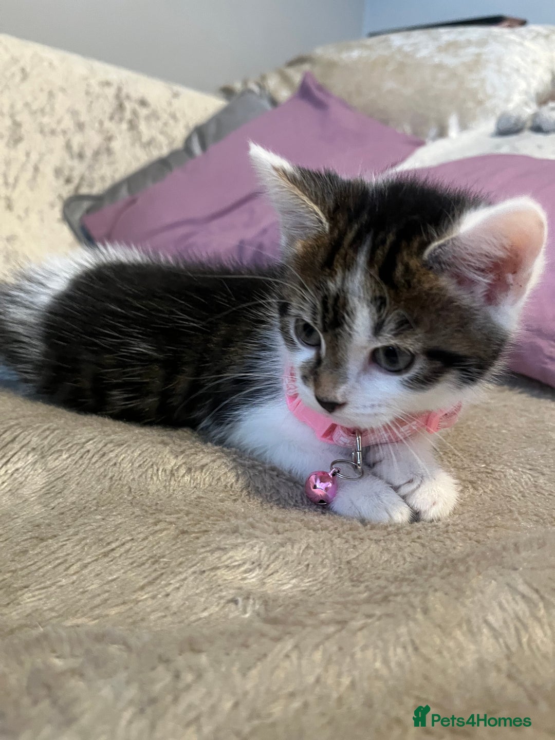 Domestic Shorthair cats for sale: Beautiful Female kitten  - Image 6