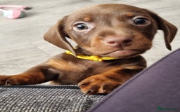 Miniature Dachshund dogs for sale: 6 beautiful miniature Dachshund 7 weeks old - Image 9