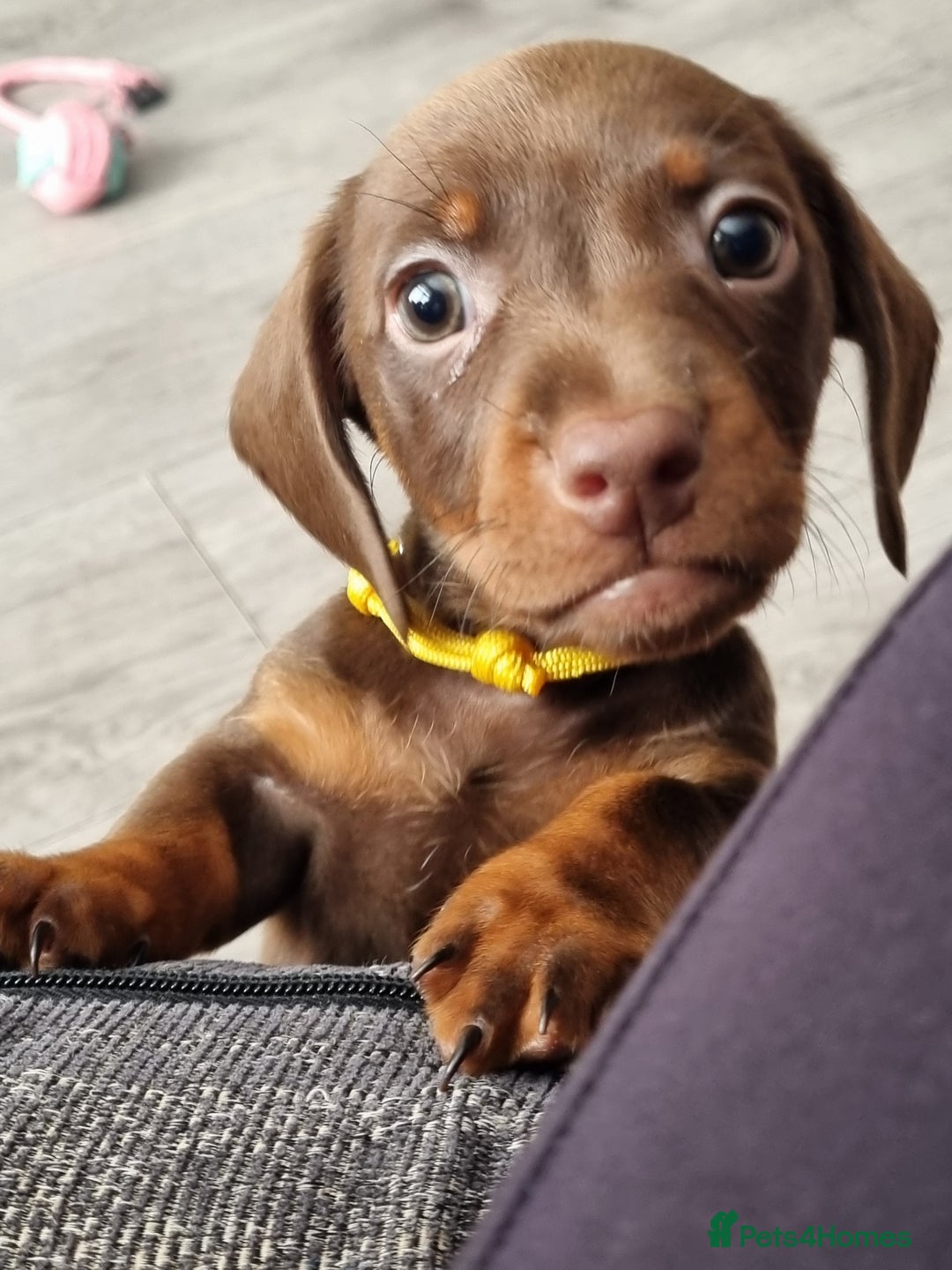 Miniature Dachshund dogs for sale: 6 beautiful miniature Dachshund 7 weeks old - Image 9