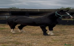 Welsh Section C horses for sale: Handsome Welsh Sec C - Image 1