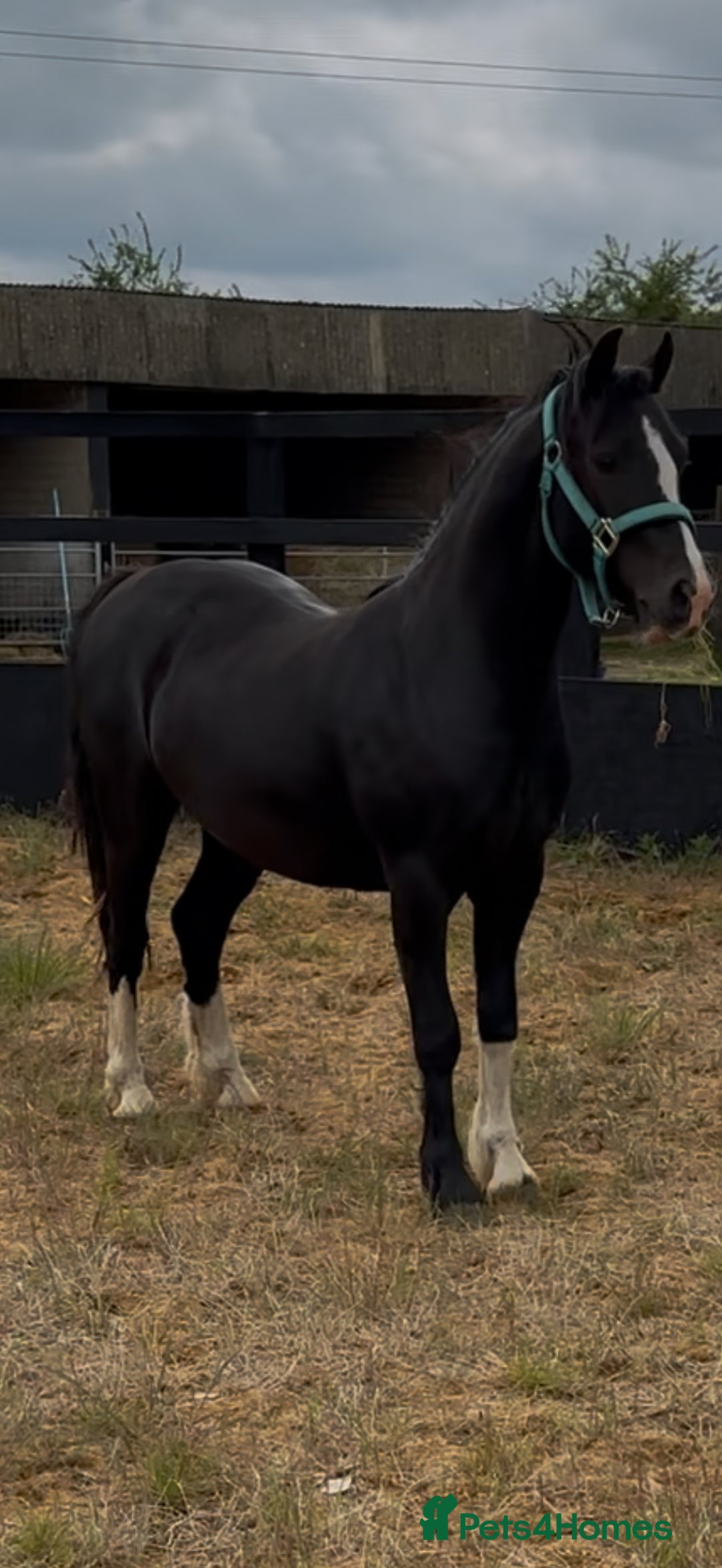 Welsh Section C horses for sale: Handsome Welsh Sec C - Image 1