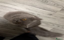 British Longhair cats for sale: British long hair  - Image 5