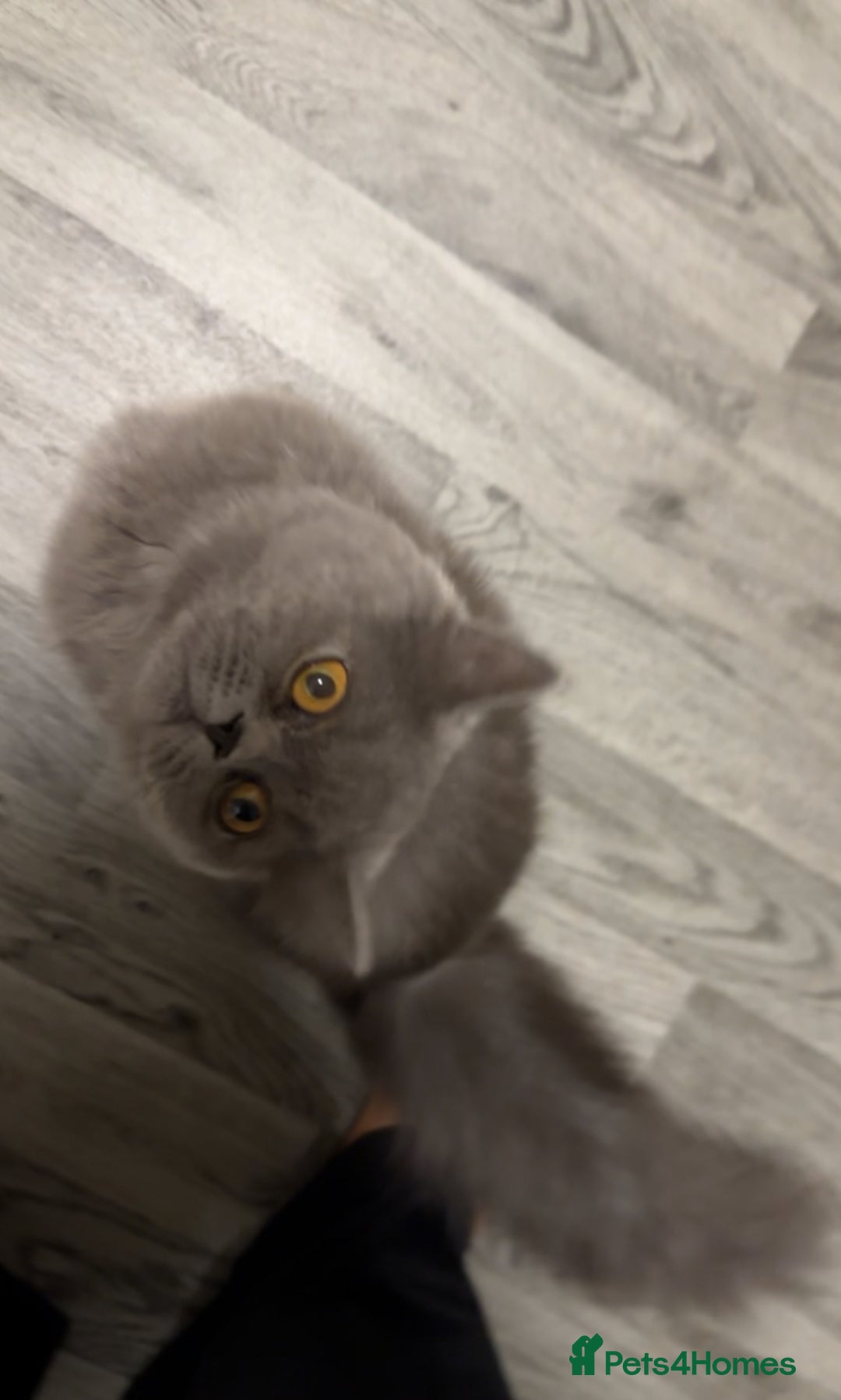 British Longhair cats for sale: British long hair  - Image 5