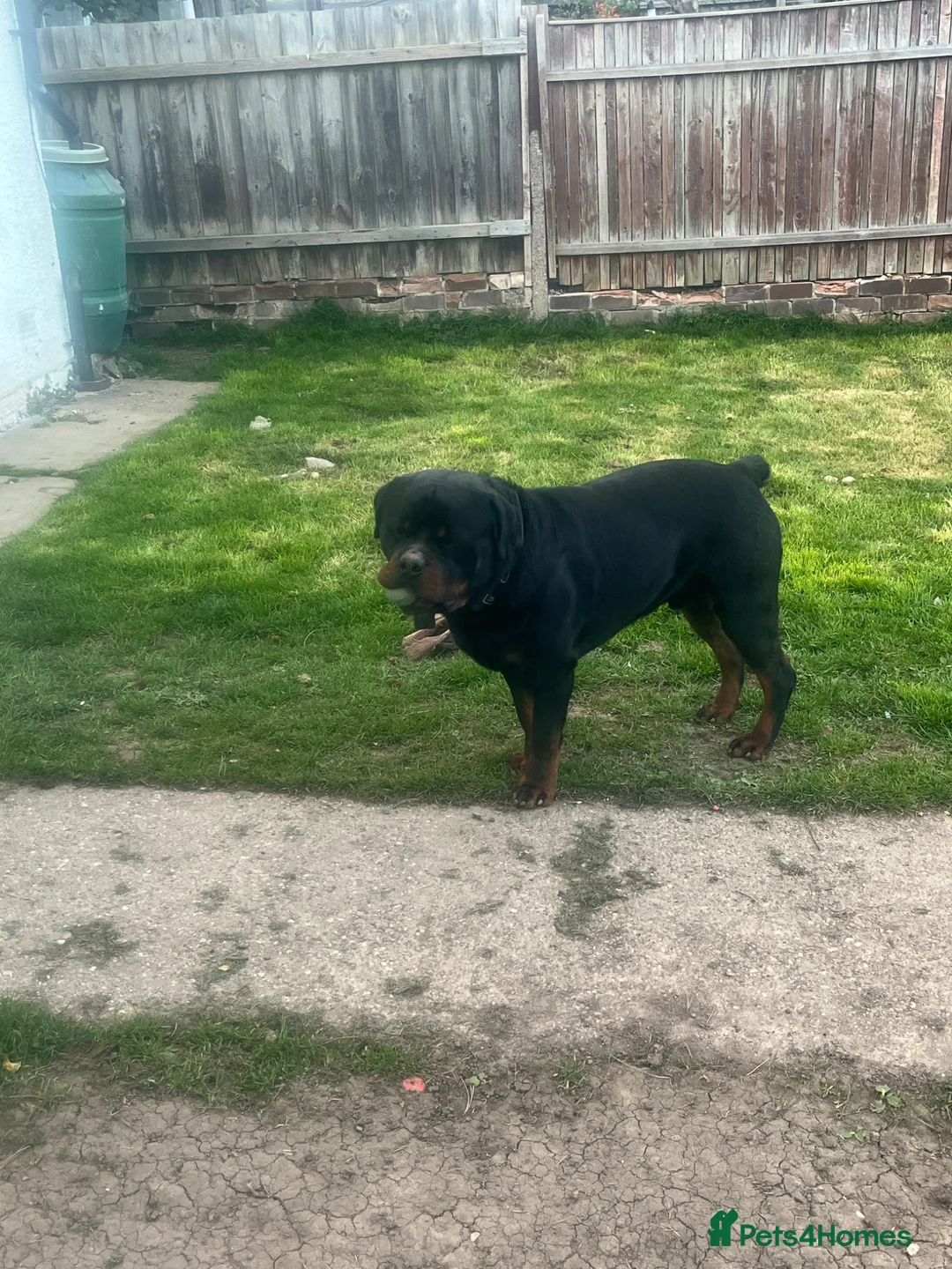 Rottweiler dogs for stud: Large KC registered Rottweiler to stud in Derby - Advert 2
