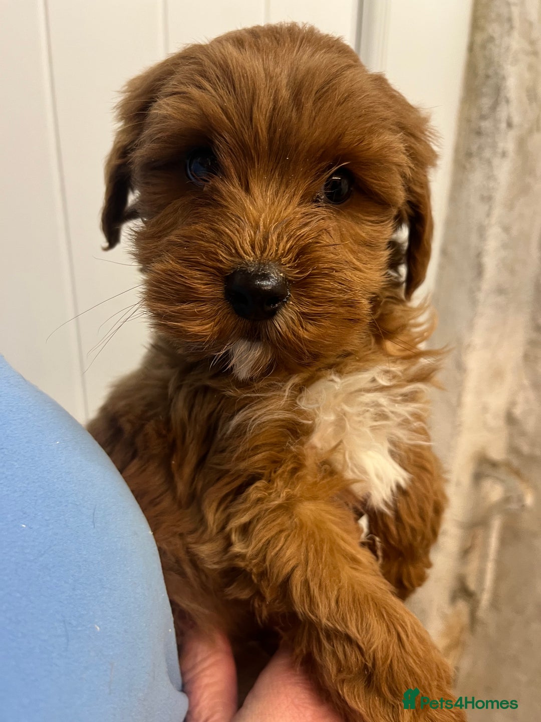 Labradoodle dogs for sale: Gorgeous Health Checked Labradoodle Puppies - Advert 9