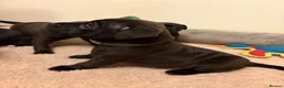 Staffordshire Bull Terrier dogs for sale: KC Reg/DNA Clear Brindle Staffordshire Puppies. - Advert 3