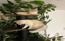 British Shorthair cats for sale: Active TICA Golden Chinchilla British Shorthair  - Advert 3