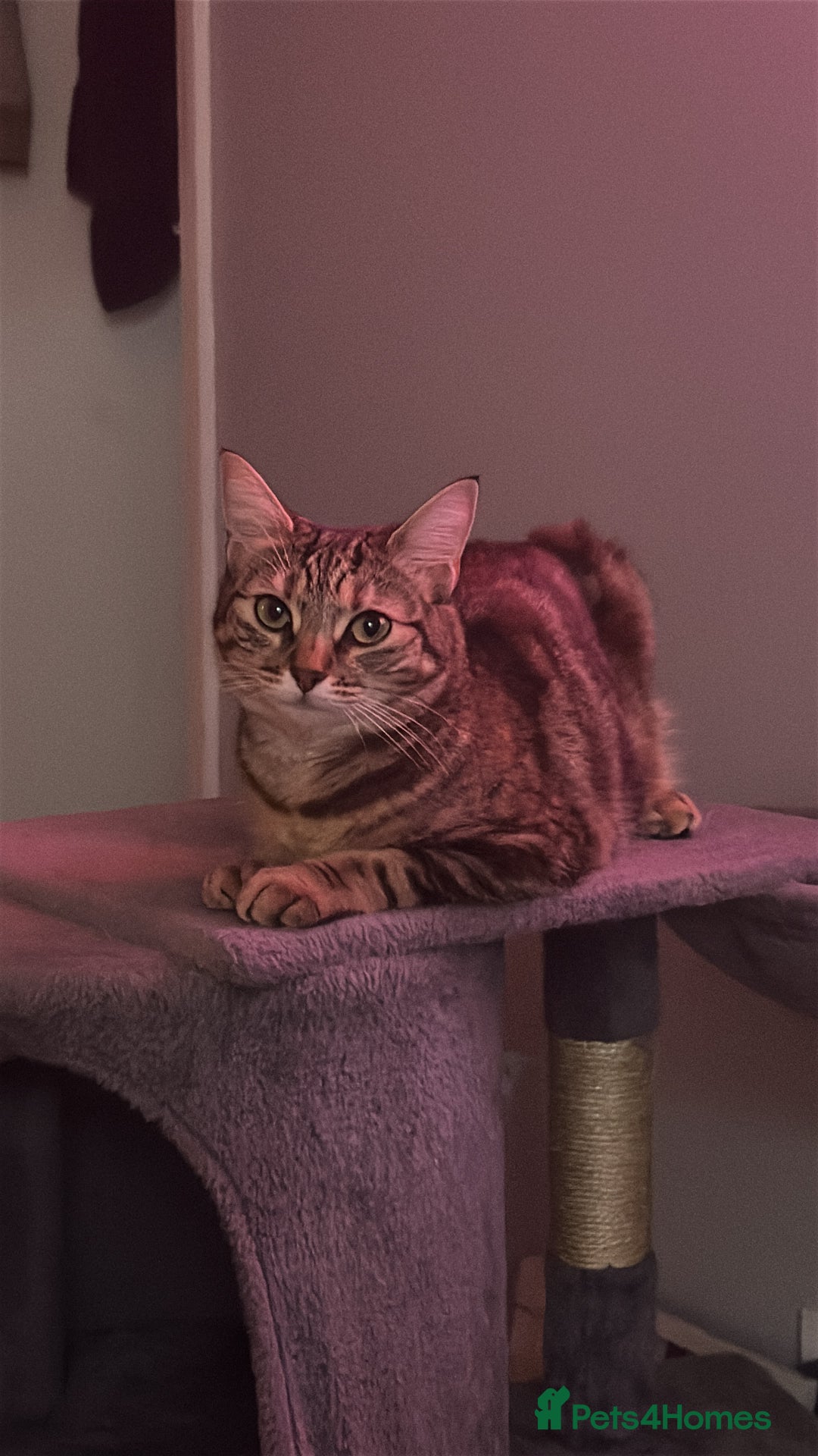 British Shorthair cats for sale: Whiskey - British Shorthair for sale - Advert 1