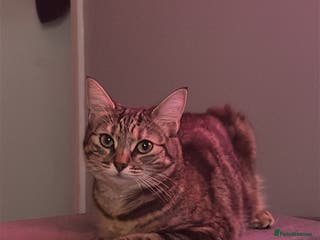 British Shorthair cats Whiskey - British Shorthair for sale - Advert 1