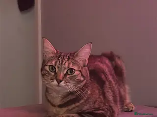 British Shorthair cats Whiskey - British Shorthair for sale - Advert 2