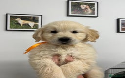 Golden Retriever dogs for sale: Wonderful happy golden retriever puppies  - Image 5