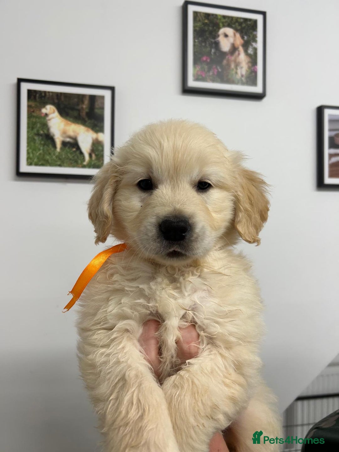 Golden Retriever dogs for sale: Wonderful happy golden retriever puppies  - Image 5
