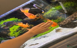 Cichlids fish for sale: Tropical fish  - Image 11