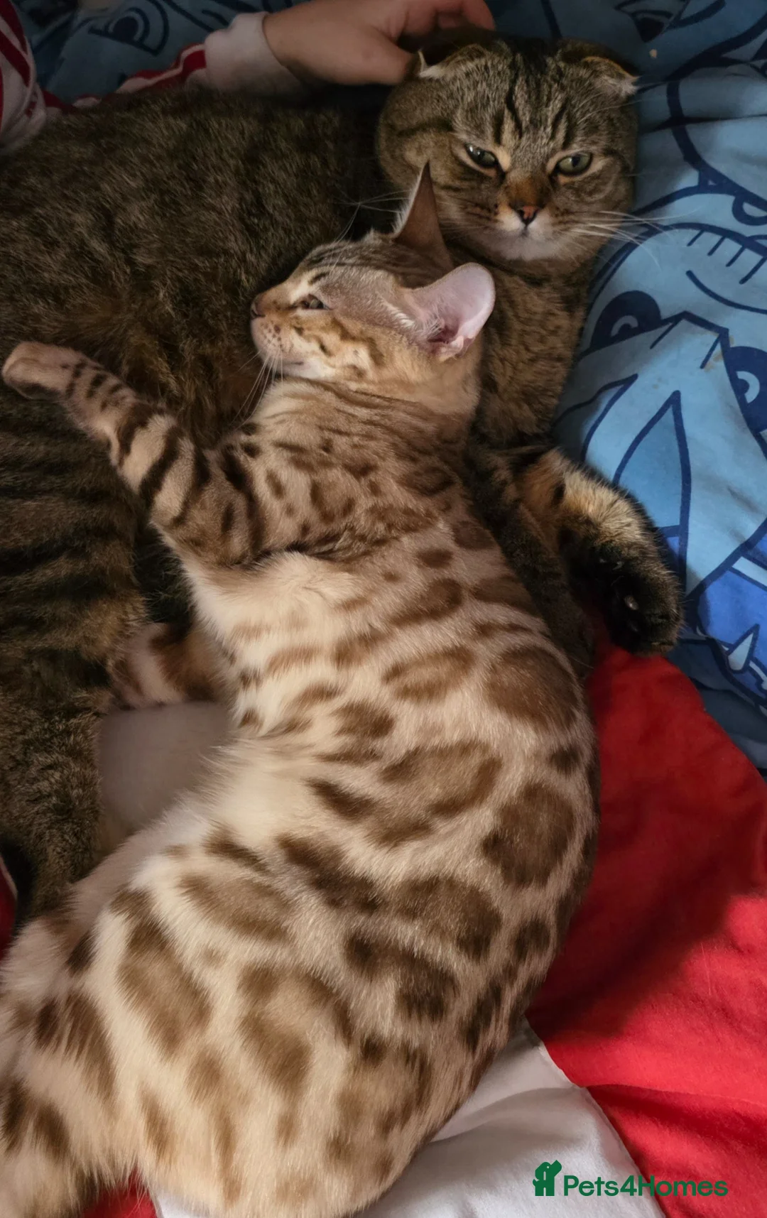 Bengal cats for sale: Mink bengal - Advert 5
