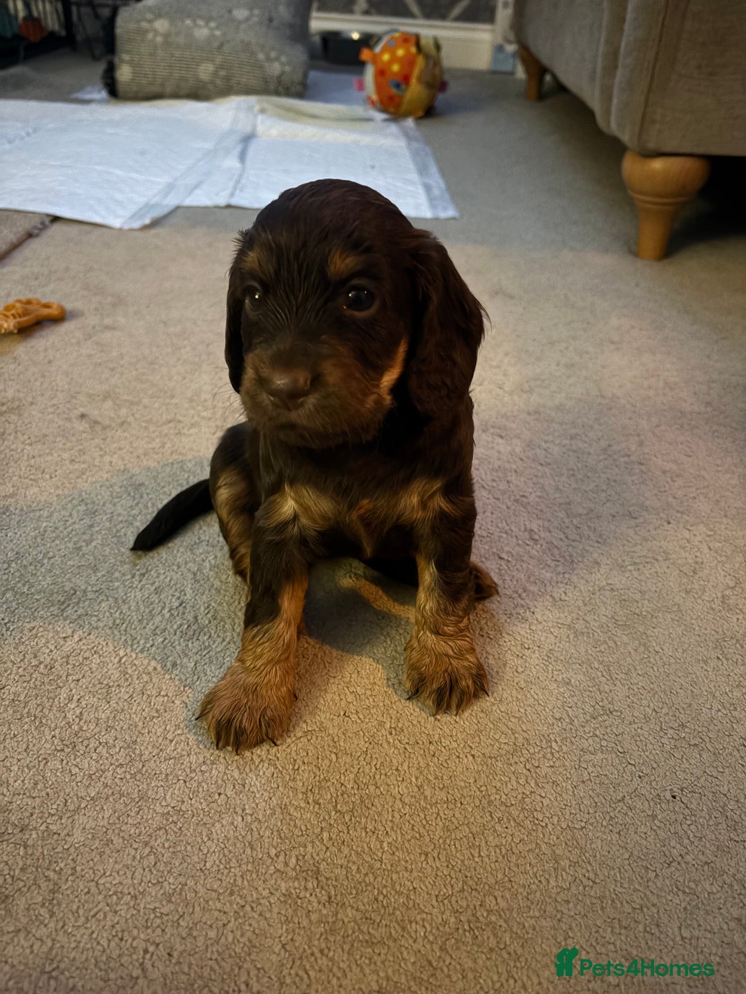Cocker Spaniel dogs for sale: 3 Adorable kc reg working cocker spaniel puppies  - Image 14