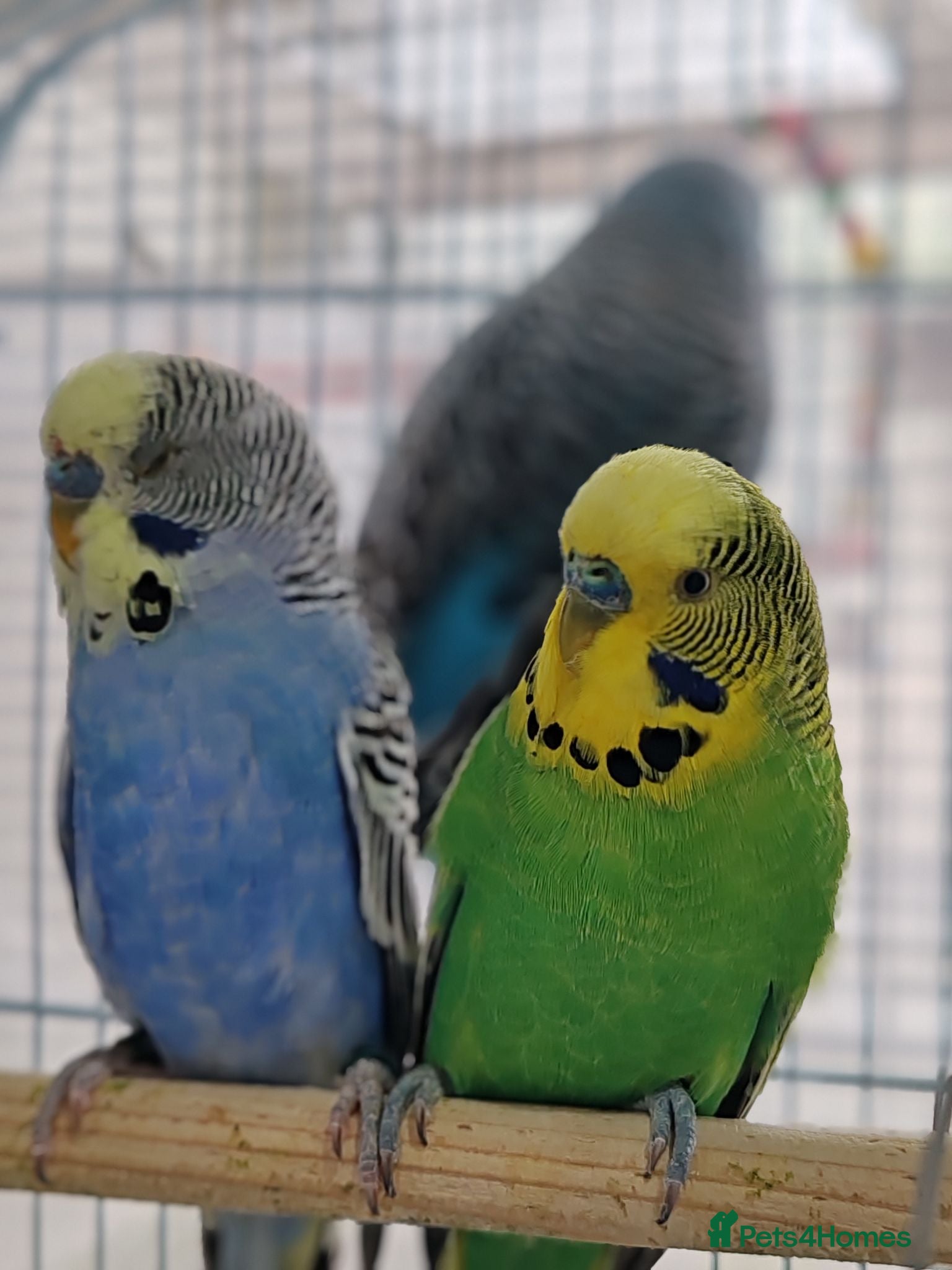 Mixed Breed birds Budgies  - Advert 1