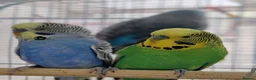 Mixed Breed birds for sale: Budgies  - Advert 2