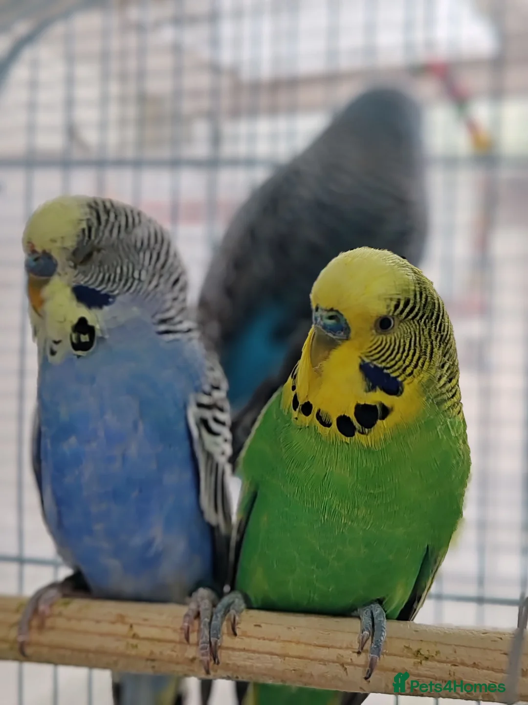 Mixed Breed birds for sale: Budgies  - Advert 2