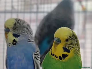 Mixed Breed birds Budgies - Advert 1