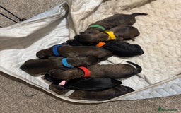 Mixed Breed dogs for sale: Rottweiler cross puppies - Image 1