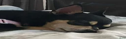 Chihuahua dogs for sale: chihuahua in Leicester - Advert 2