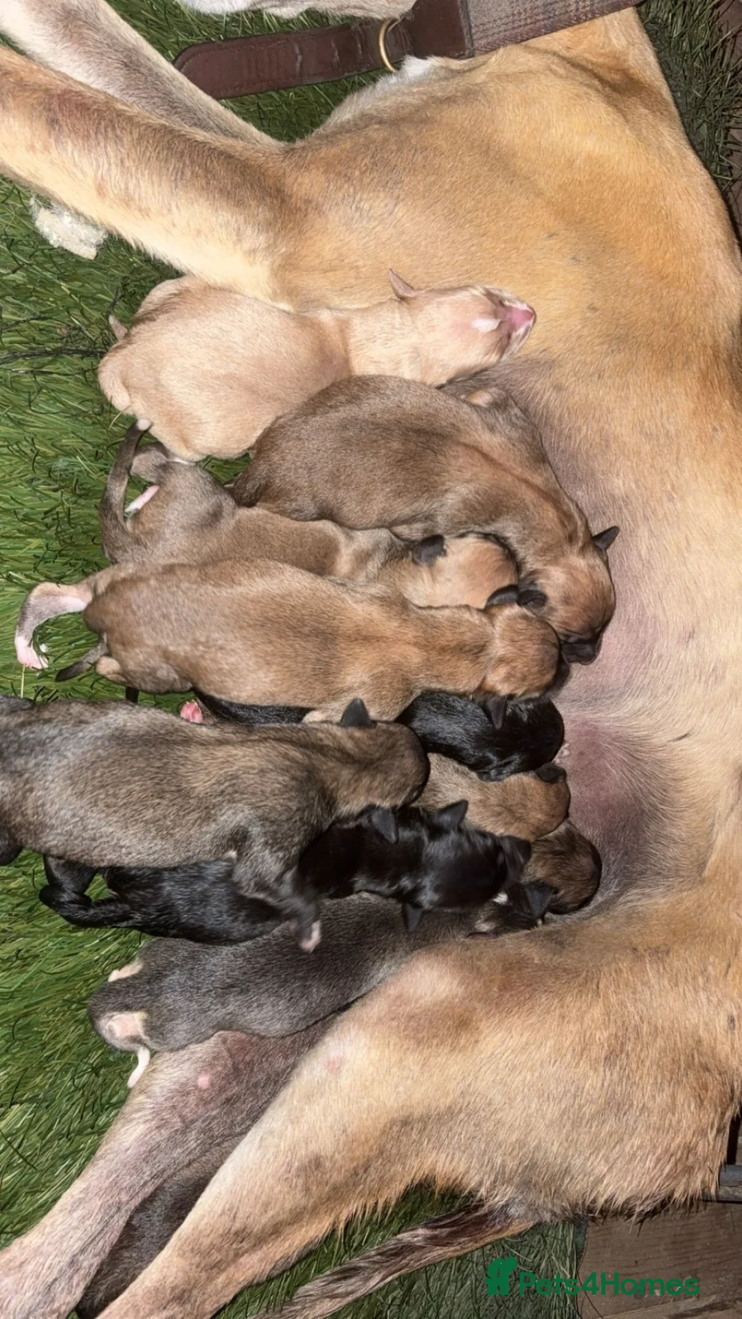 Mixed Breed dogs for sale: Saluki greyhound  - Advert 3