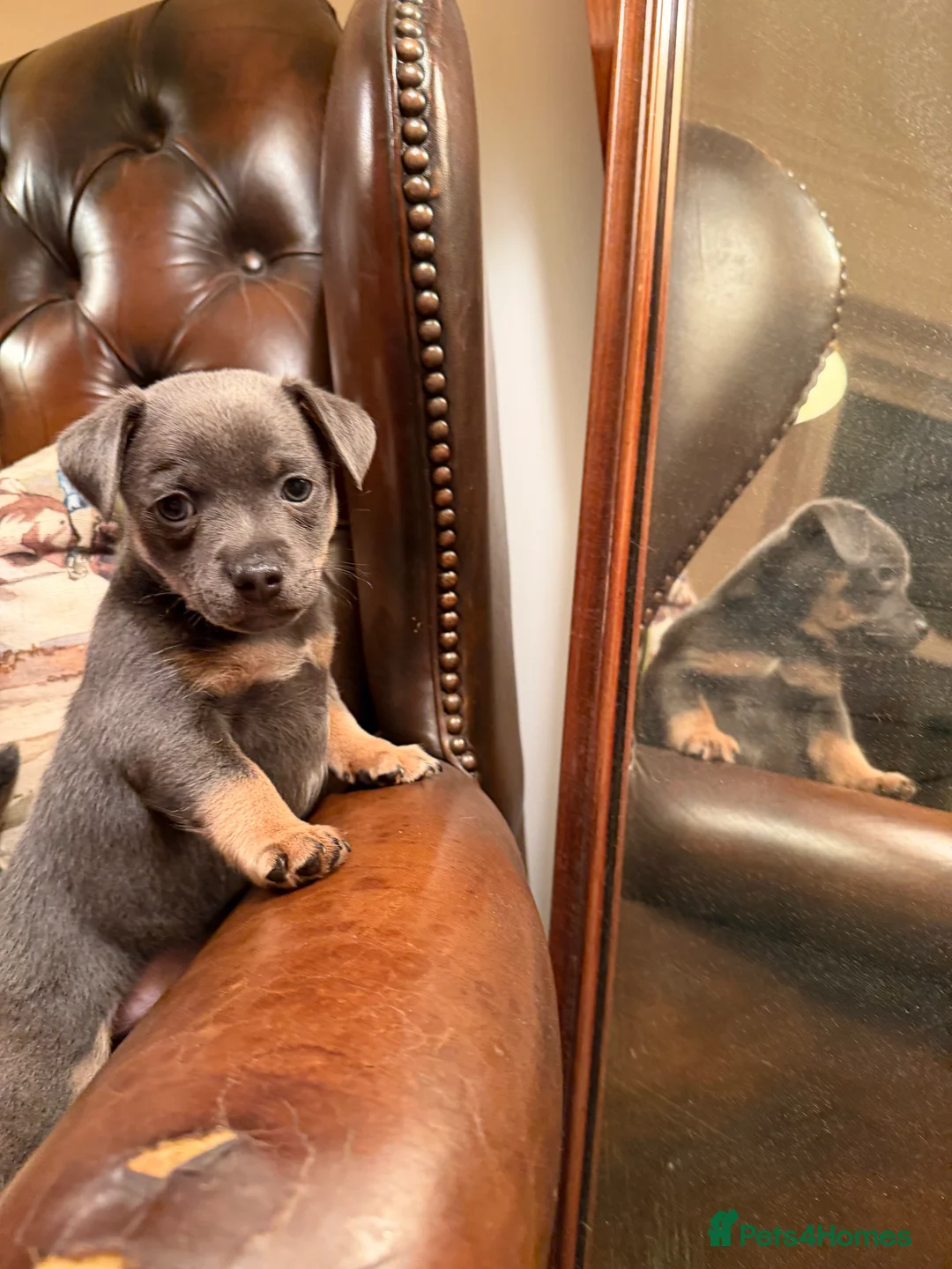 Jack Russell dogs for sale: Stunning blue and blue tri JRT pups - Advert 7