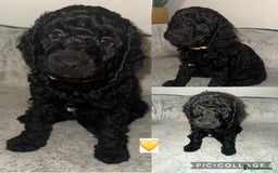 Cockapoo dogs for sale: Stunning F2 cockapoo pups  - Advert 9