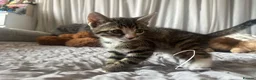 Mixed Breed cats for sale: Beautiful Bengal Cross Kittens - Advert 14