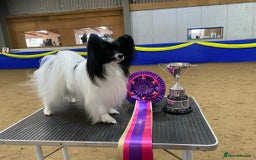 Papillon dogs for sale: Papillon boy available  - Image 4