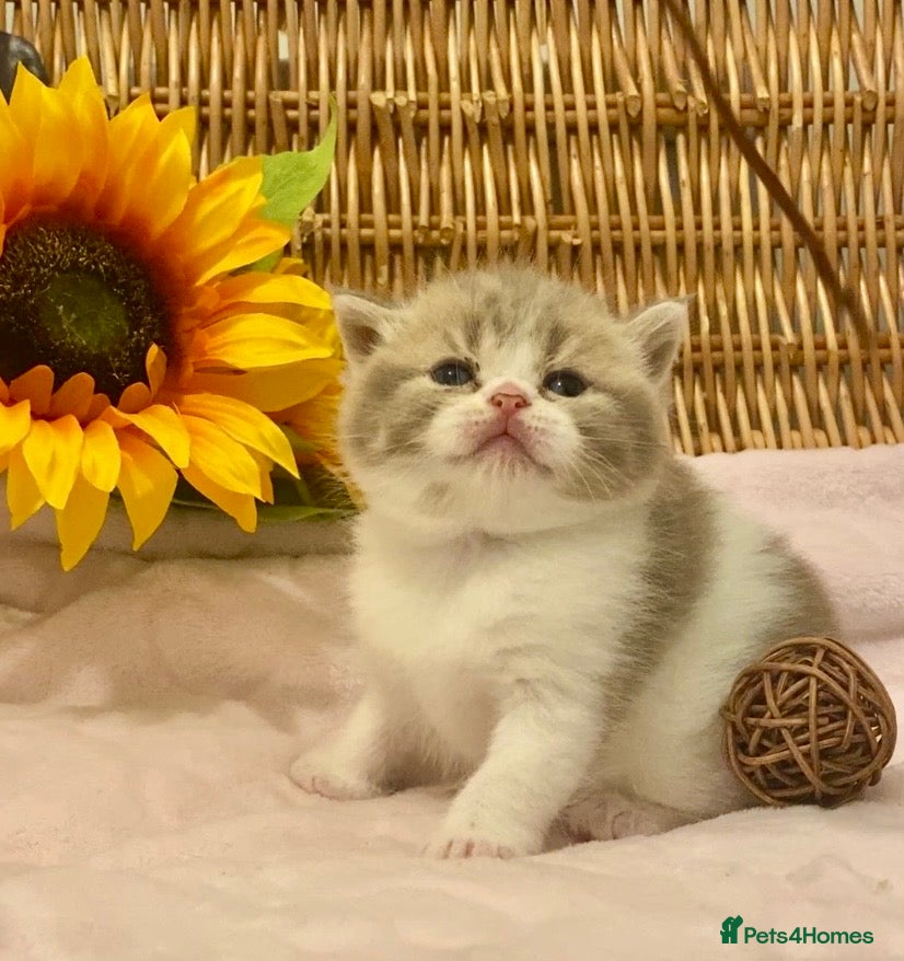 Scottish Fold cats for sale: TICA REG CHAMPION LINE FAWN BICOLOUR  GIRL 🧸 - Advert 11